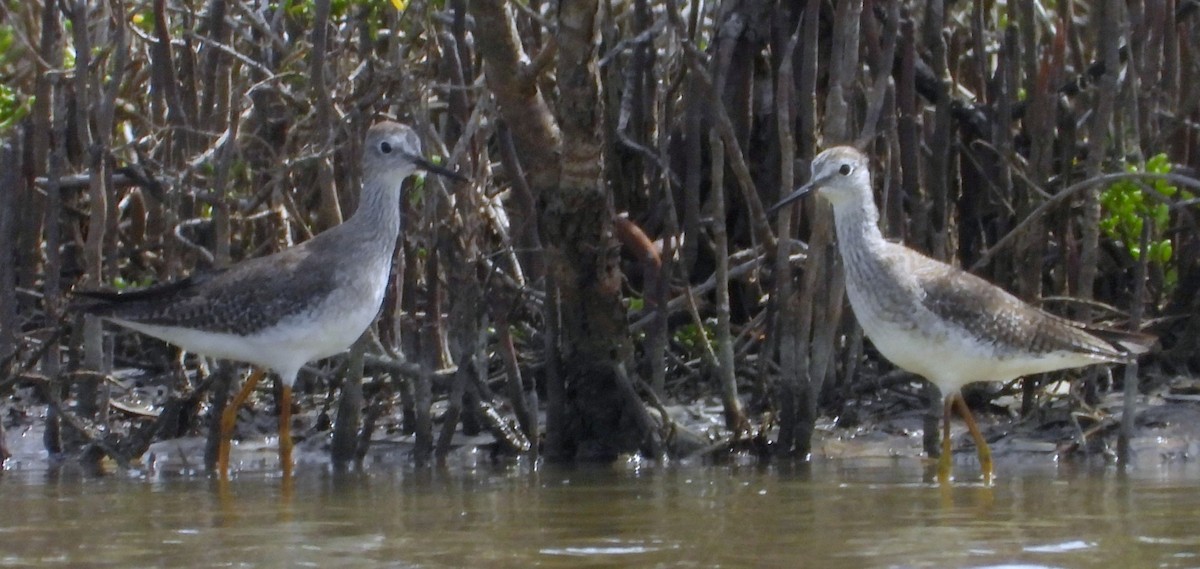 Lesser Yellowlegs - ML620286845