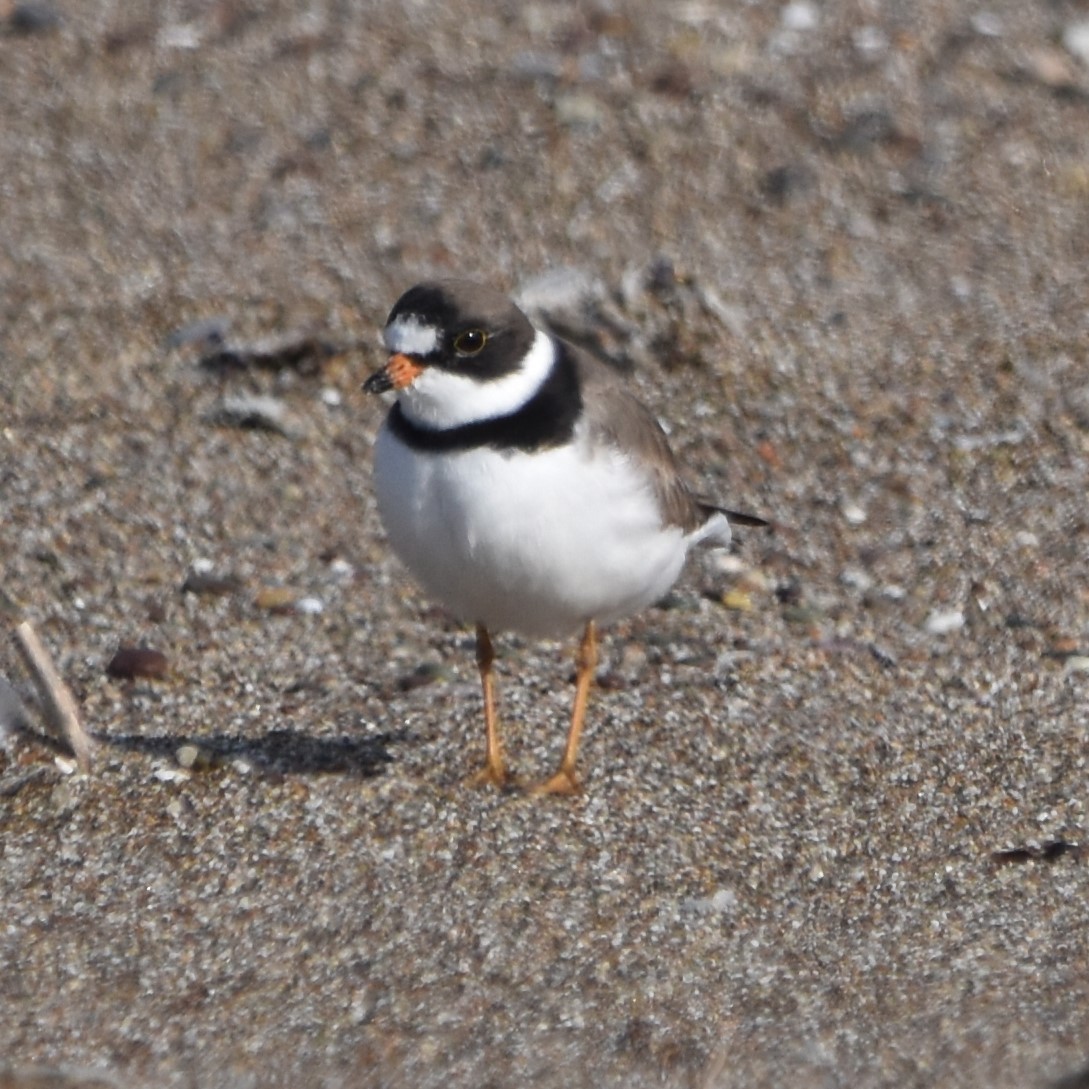 Semipalmated Plover - ML620286850