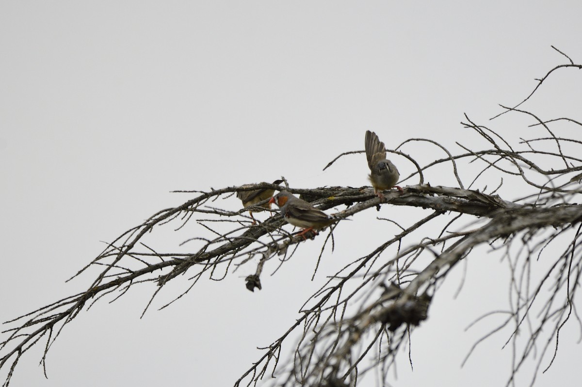 Zebra Finch - ML620286865