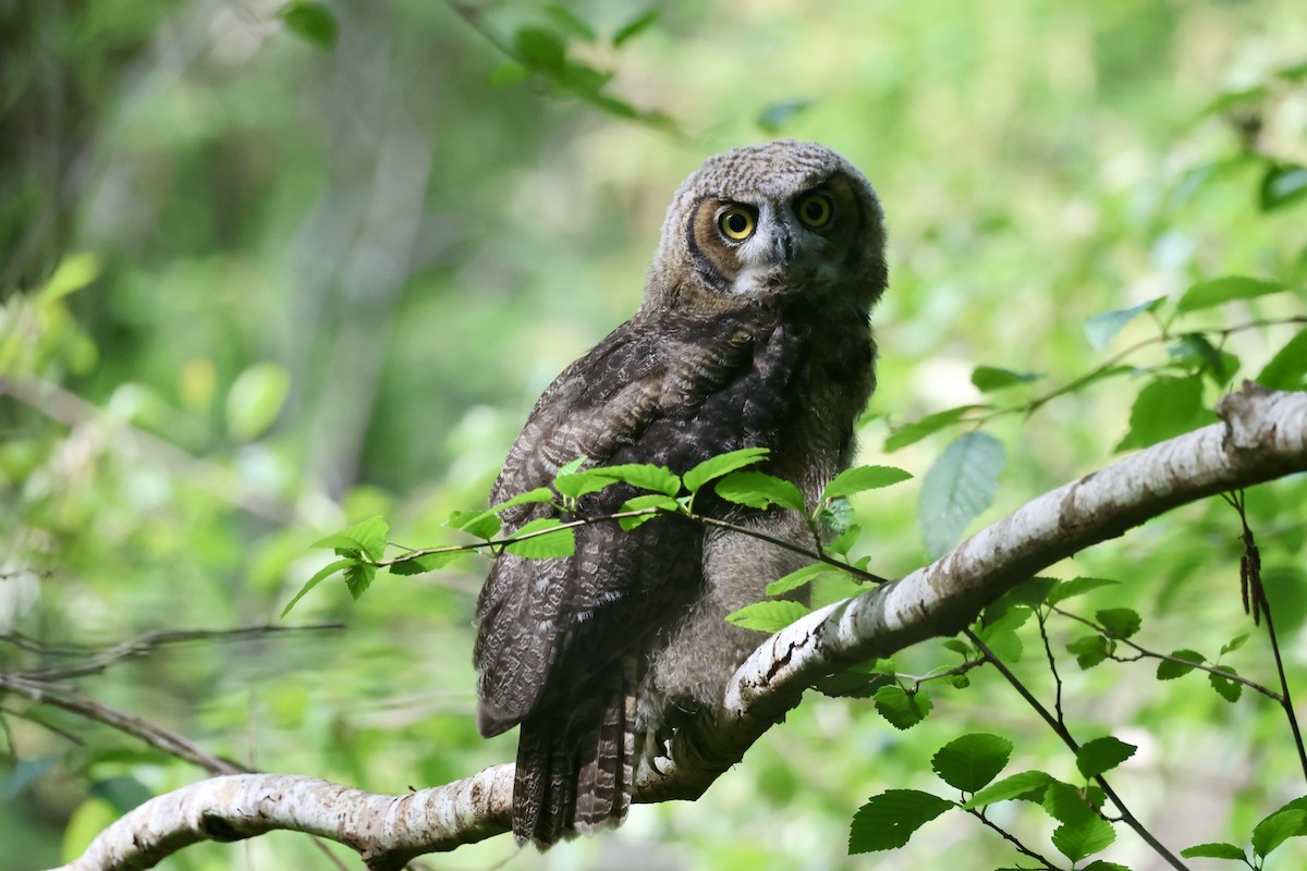 Great Horned Owl - Mari Petznek