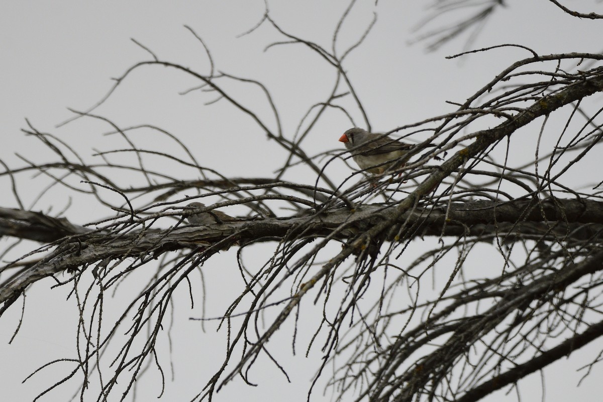 Zebra Finch - ML620286869