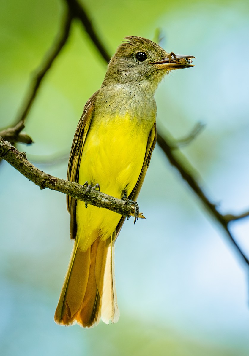 Great Crested Flycatcher - ML620286872