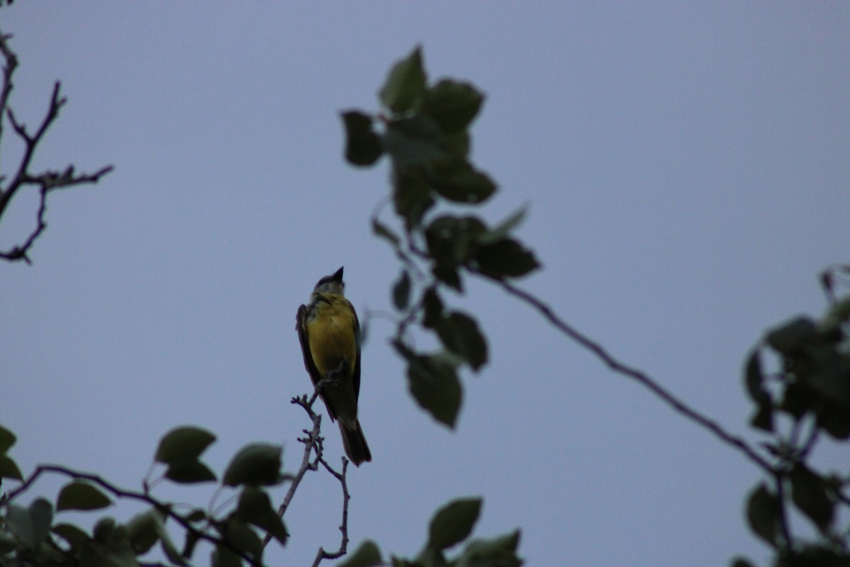 Couch's Kingbird - ML620286874