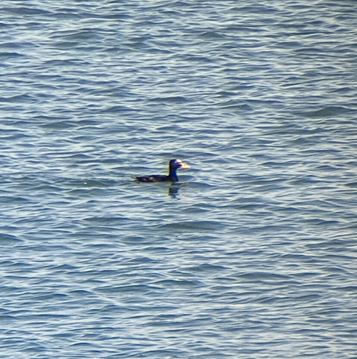 Surf Scoter - ML620286877