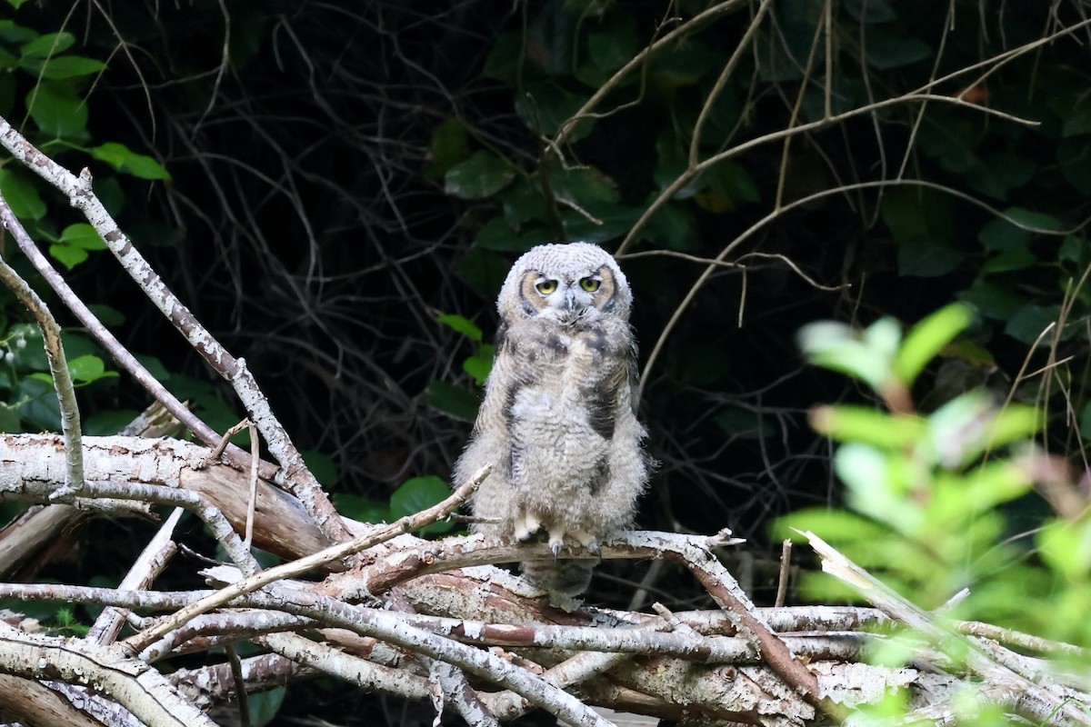 Great Horned Owl - ML620286878