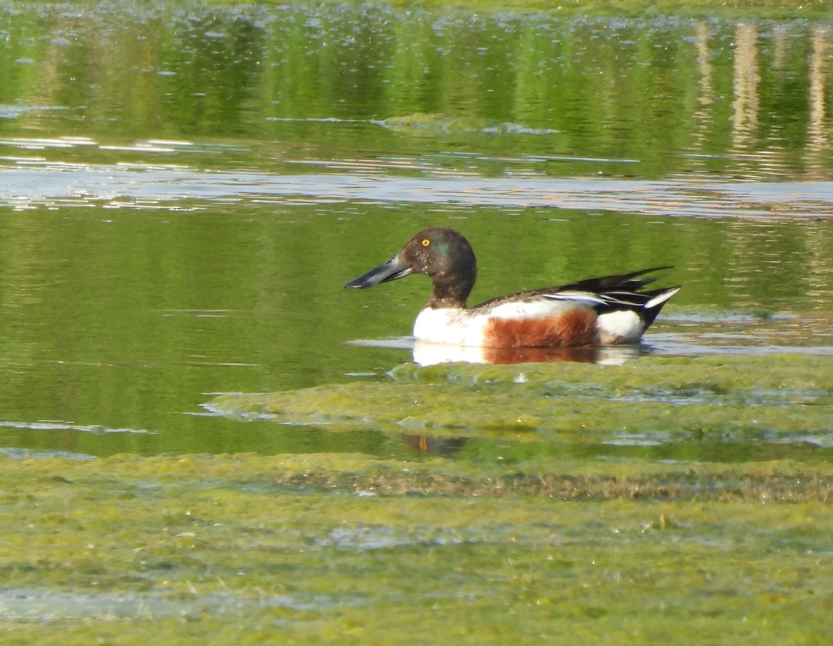 Northern Shoveler - ML620286880