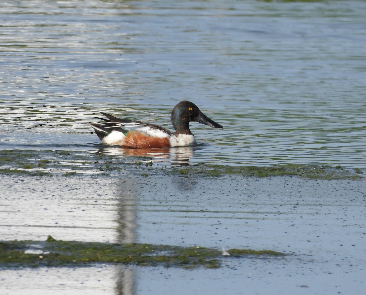 Northern Shoveler - ML620286883