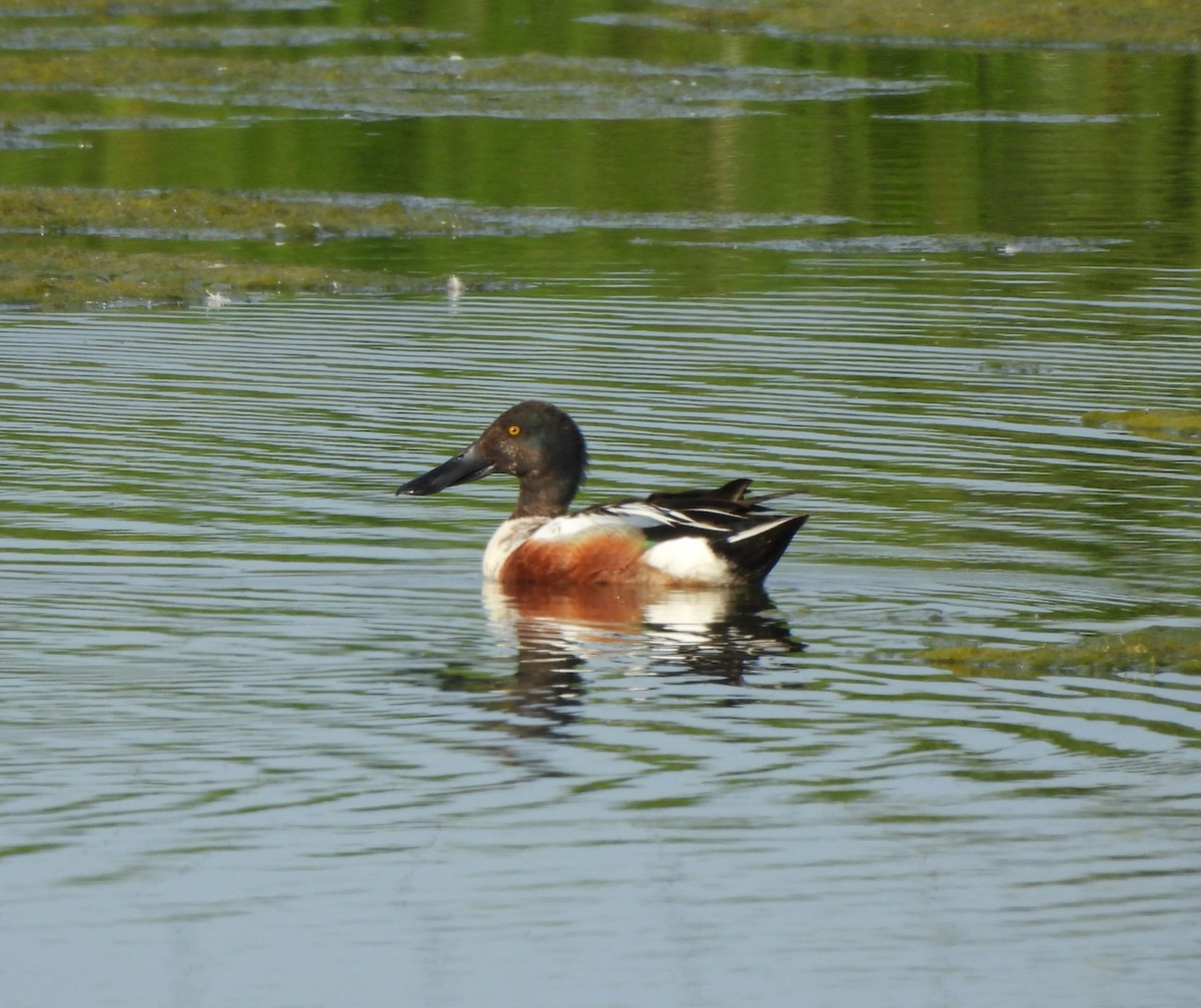 Northern Shoveler - ML620286885