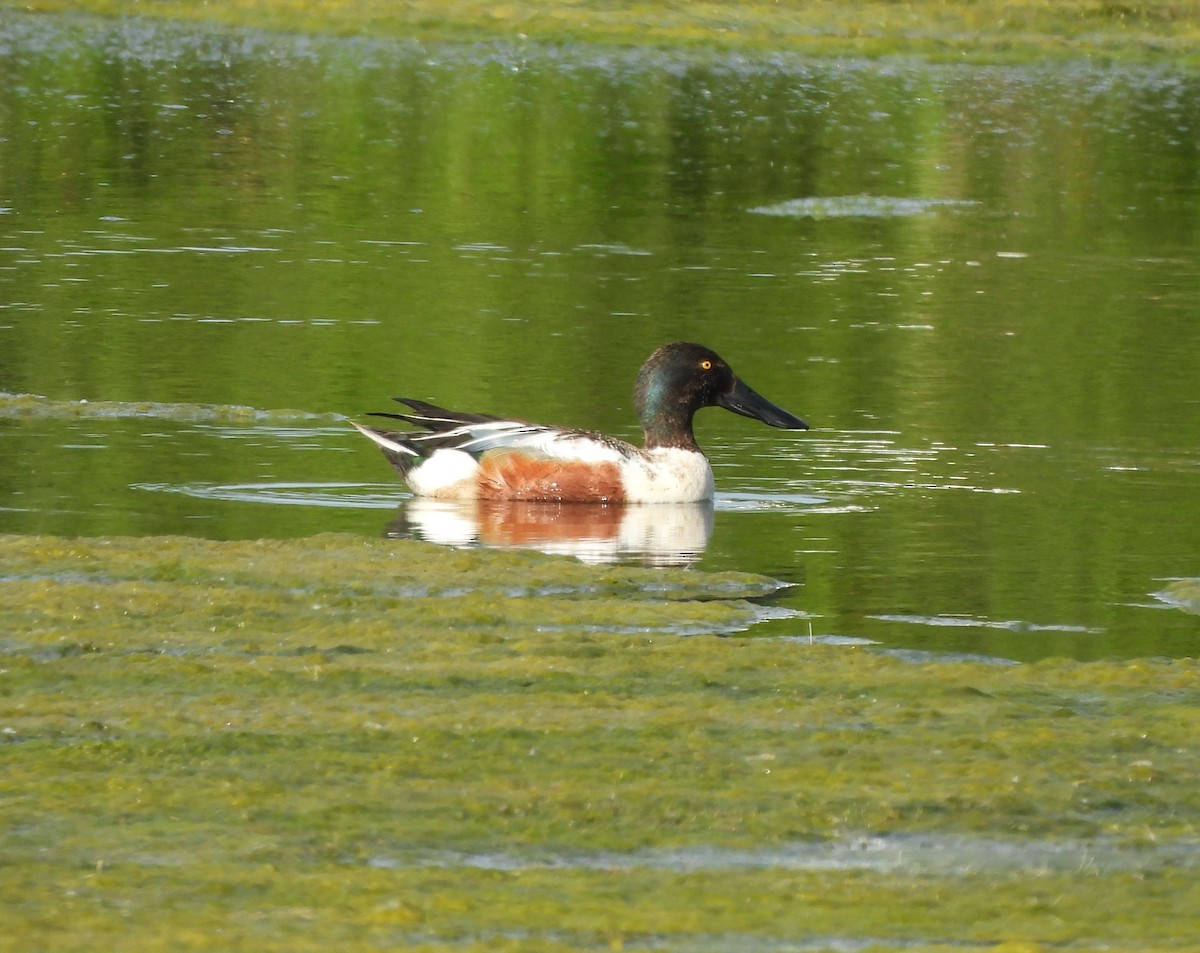 Northern Shoveler - ML620286887