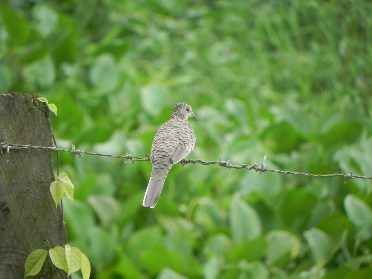 Scaled Dove - ML620286893