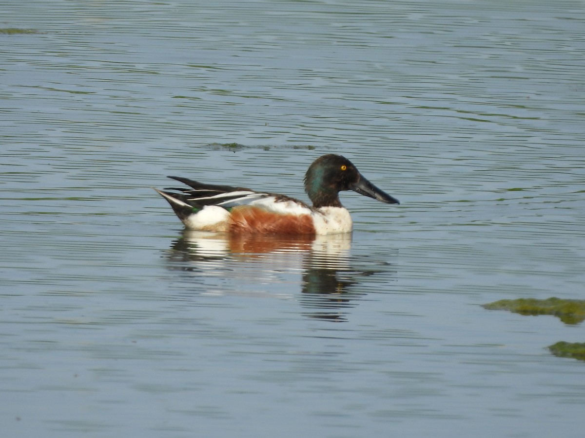 Northern Shoveler - ML620286897