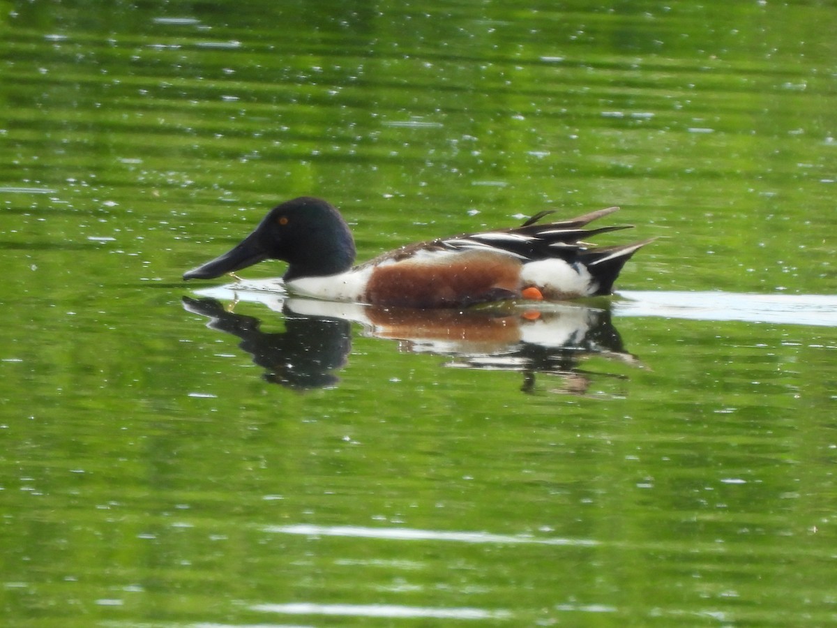 Northern Shoveler - ML620286898