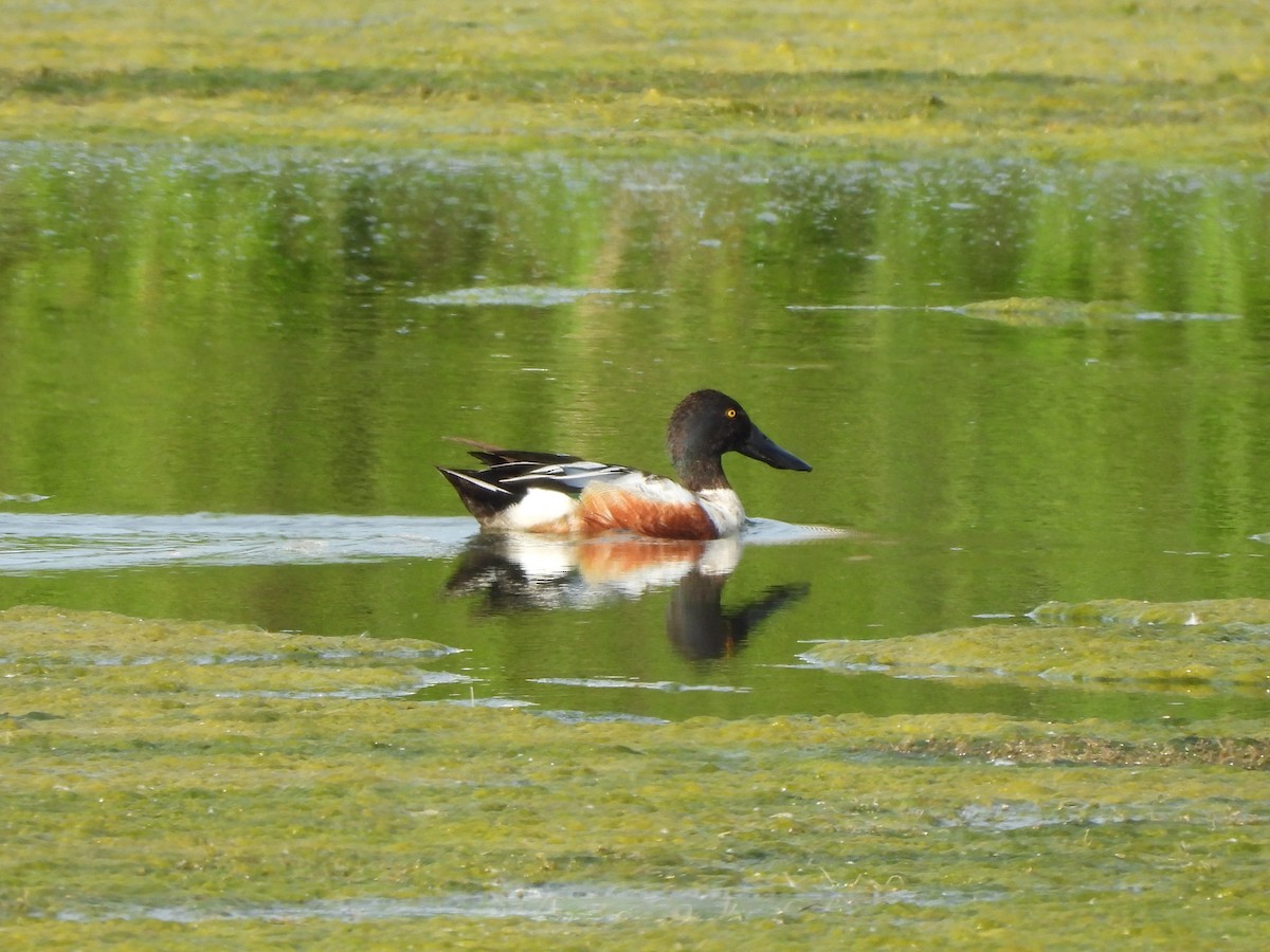 Northern Shoveler - ML620286899