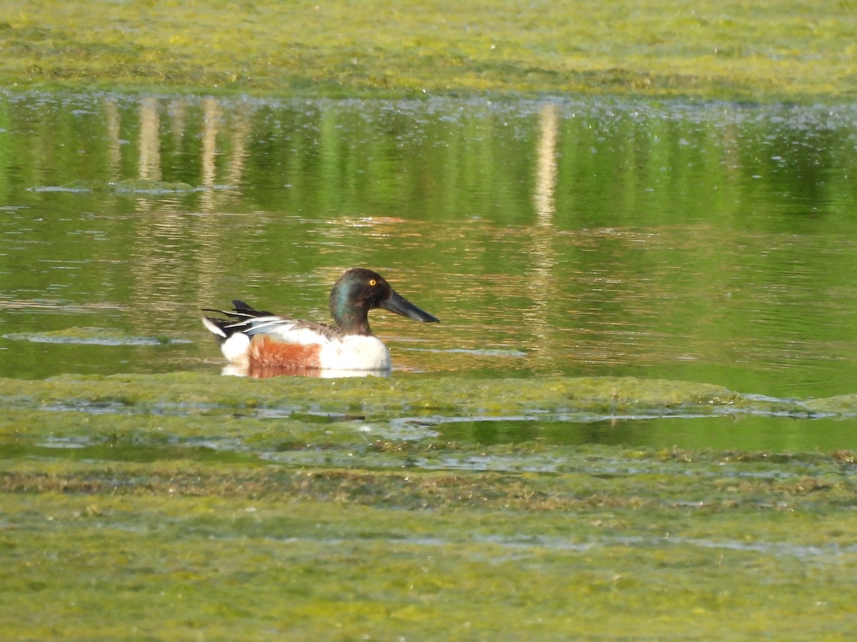 Northern Shoveler - ML620286902