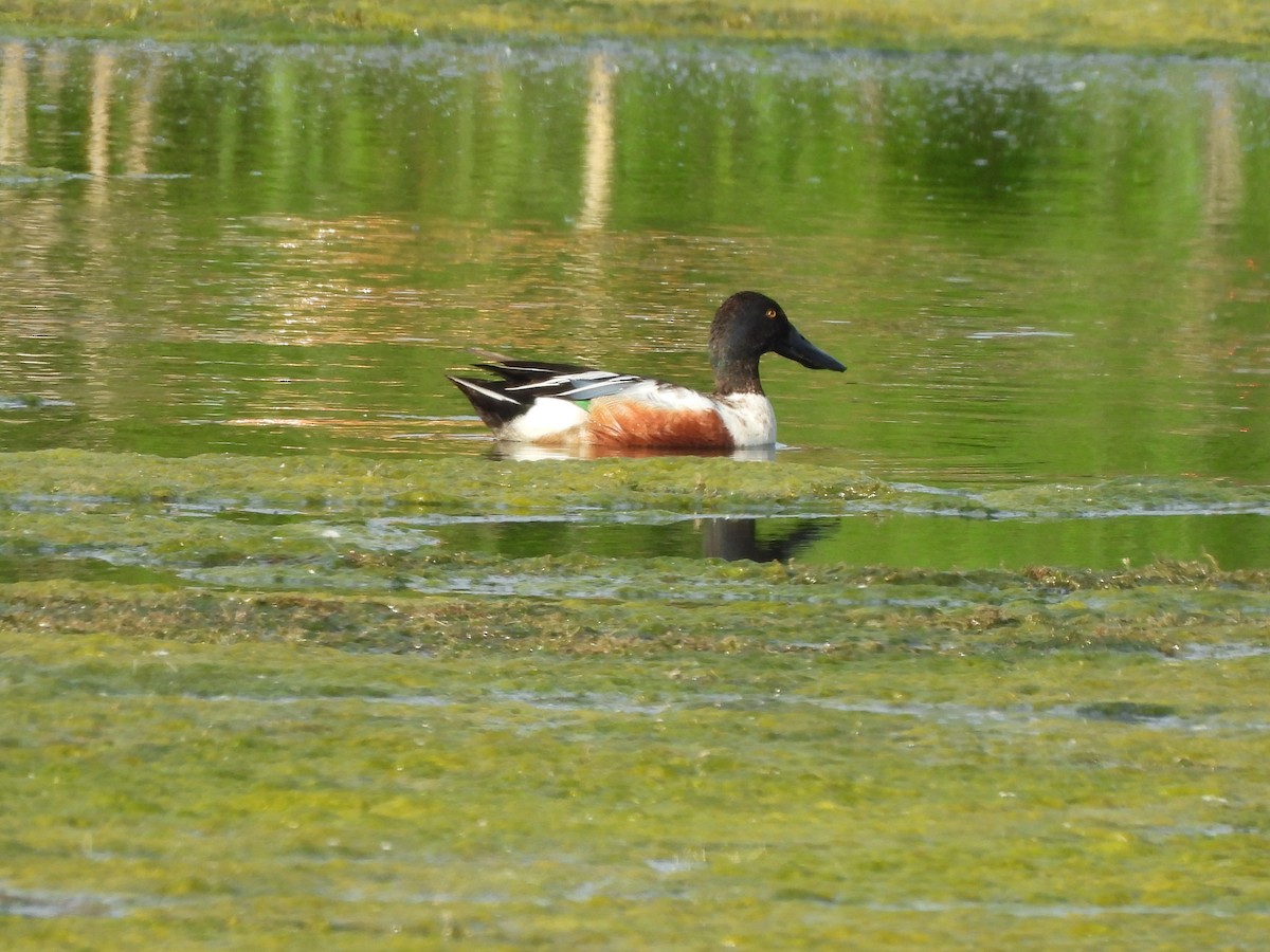 Northern Shoveler - ML620286903