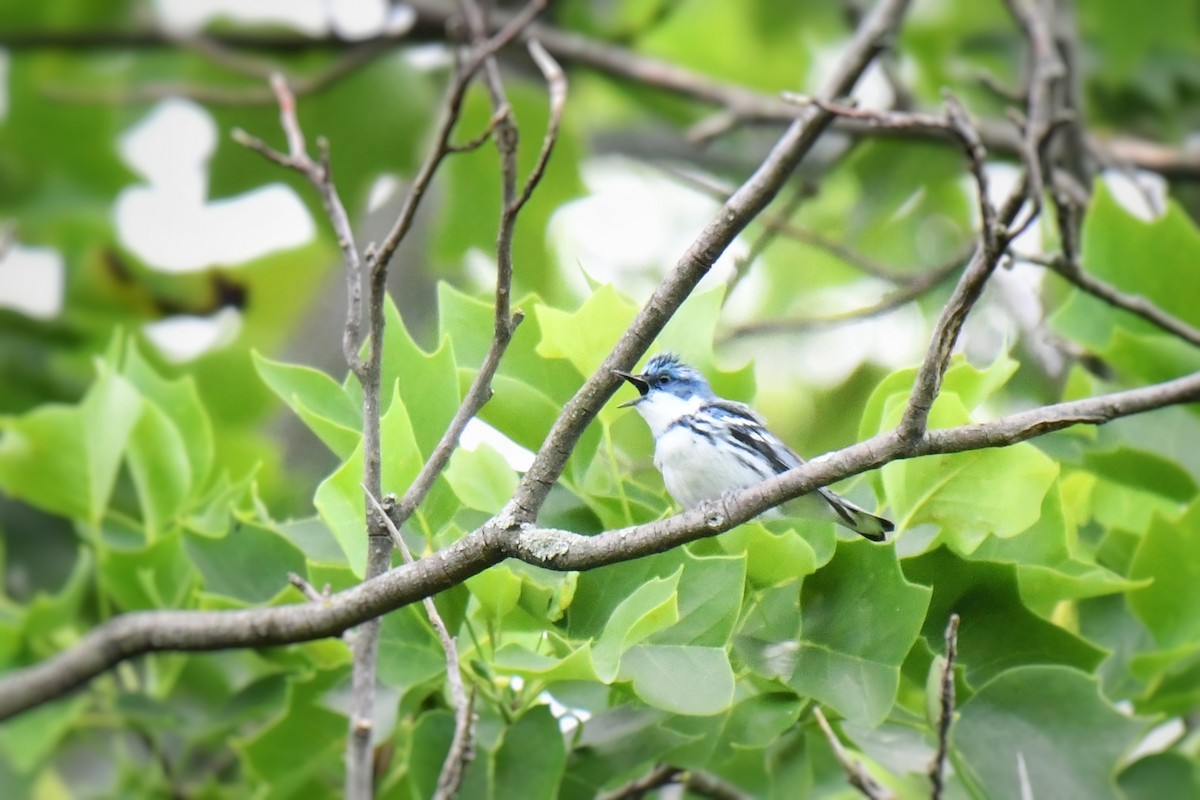 Cerulean Warbler - ML620286909