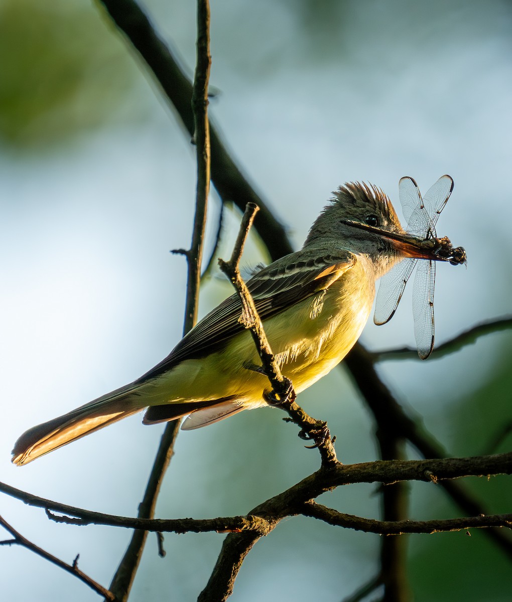 Great Crested Flycatcher - ML620286911