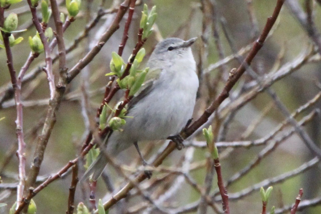 Tennessee Warbler - ML620286919