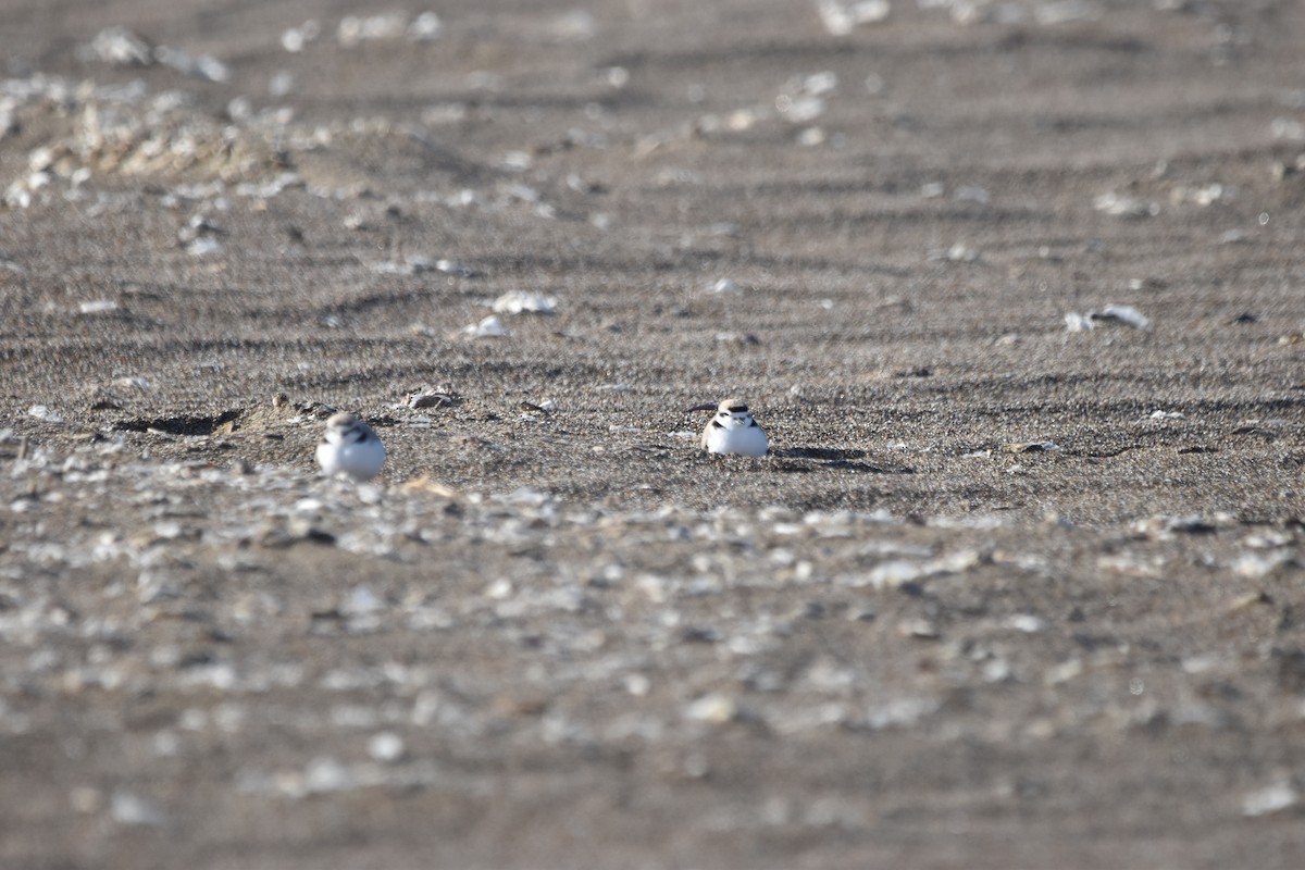 Snowy Plover - ML620286921