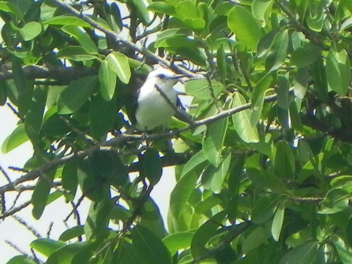 Pied Water-Tyrant - ML620286923