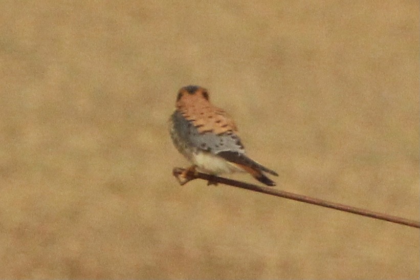 American Kestrel - ML620286929