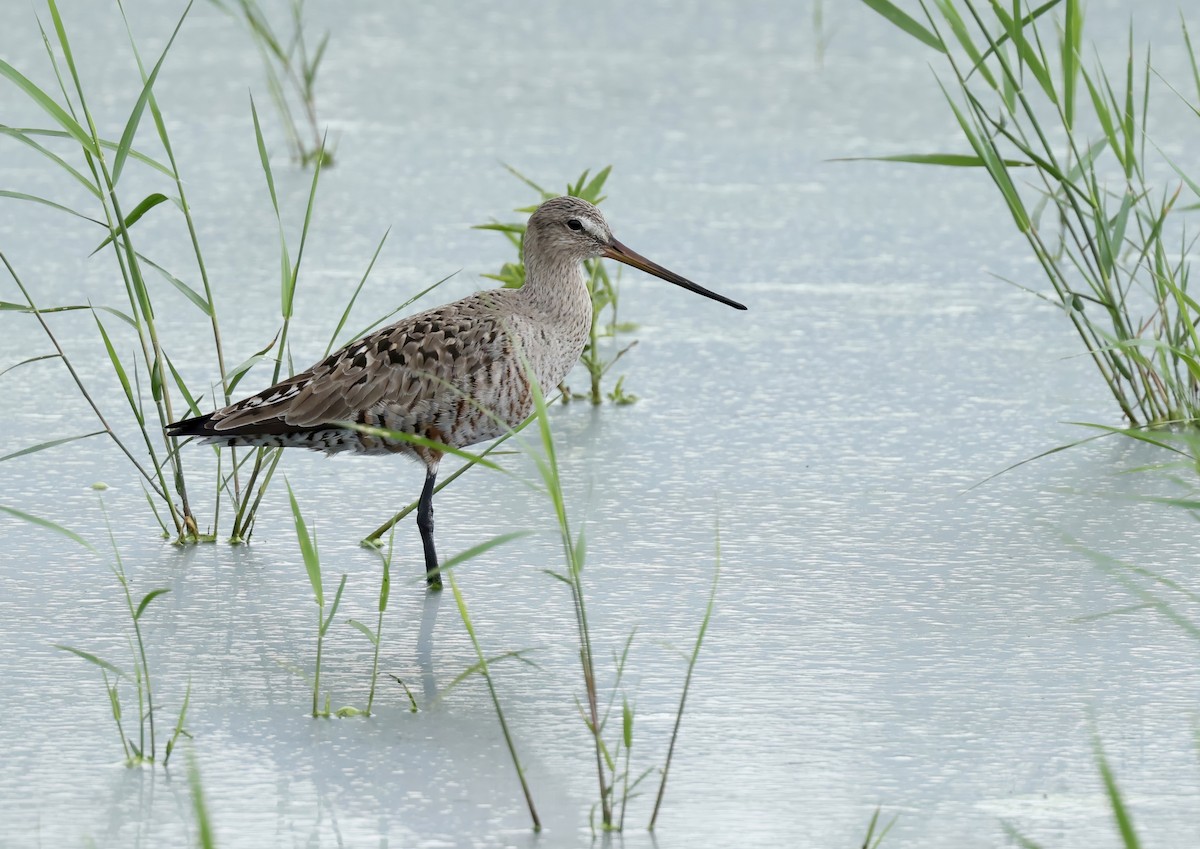 Hudsonian Godwit - ML620286930