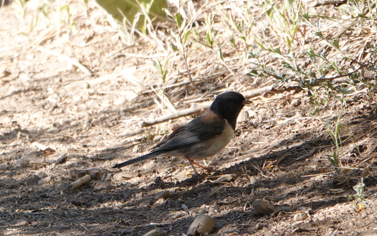 Dark-eyed Junco - ML620286935