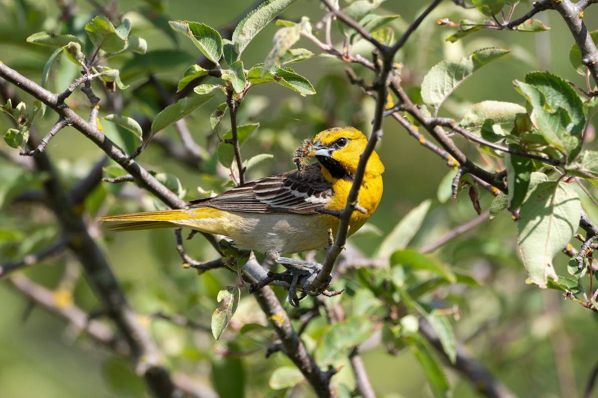 Bullock's Oriole - ML620286938