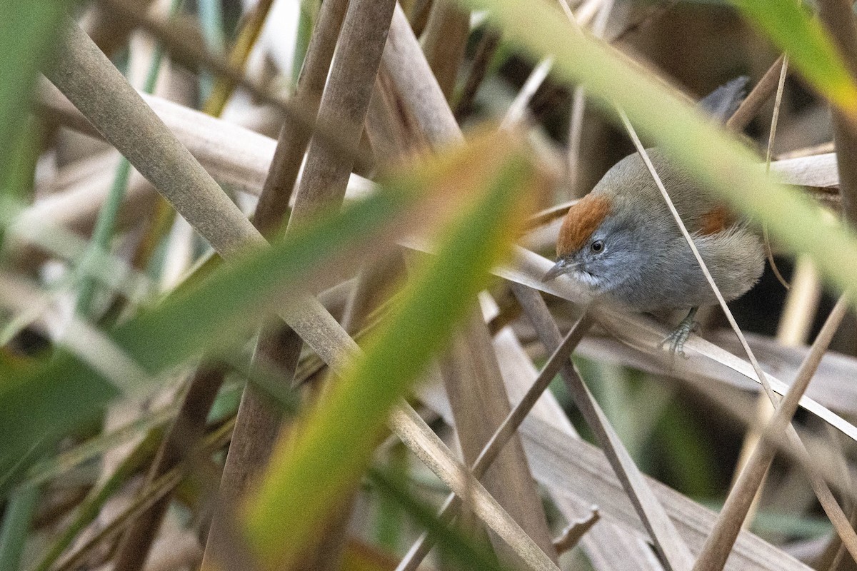 Spix's Spinetail - ML620286942