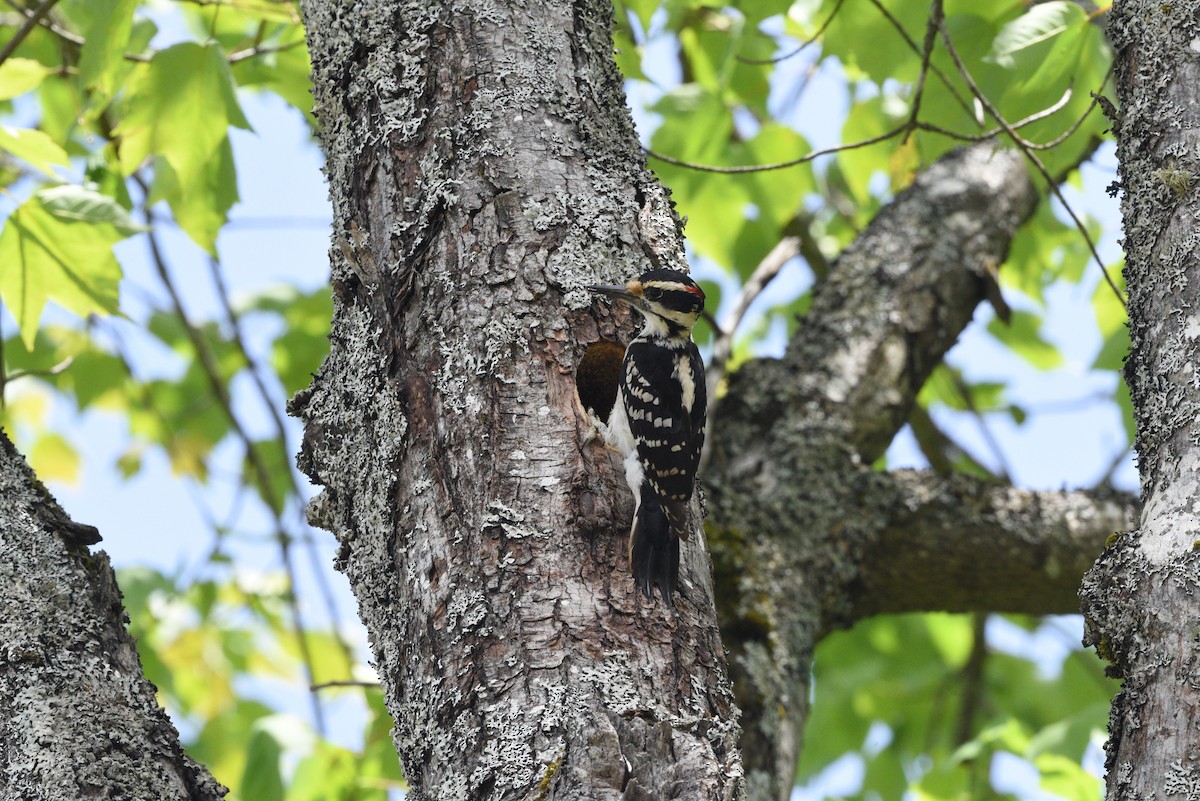 Hairy Woodpecker - ML620286943