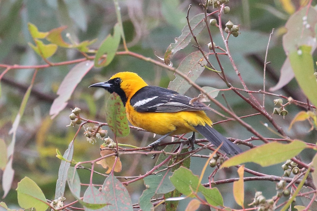 Hooded Oriole - ML620286945