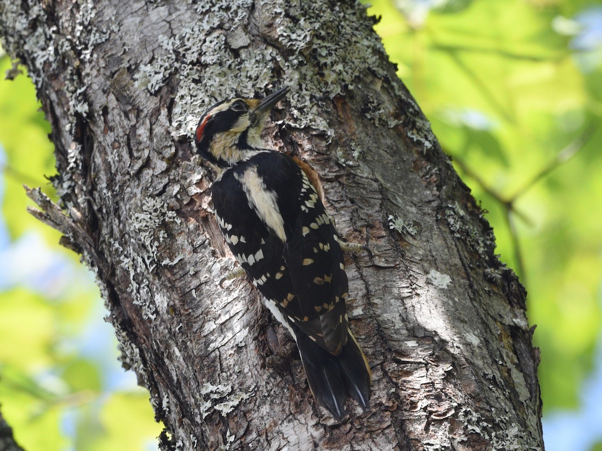 Hairy Woodpecker - ML620286952