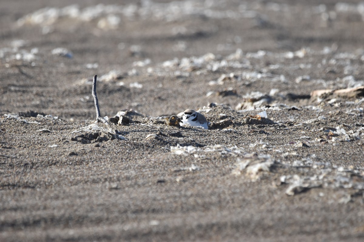 Snowy Plover - ML620286959