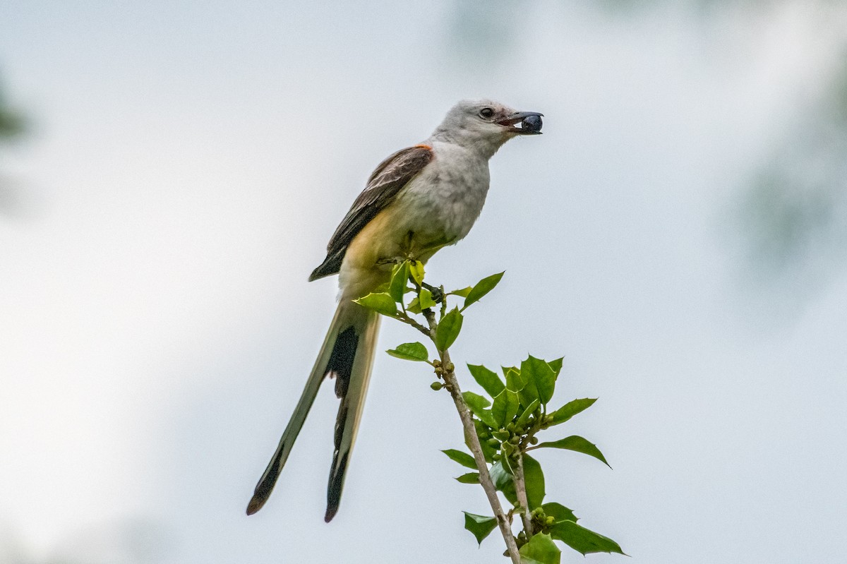 Scissor-tailed Flycatcher - ML620286963