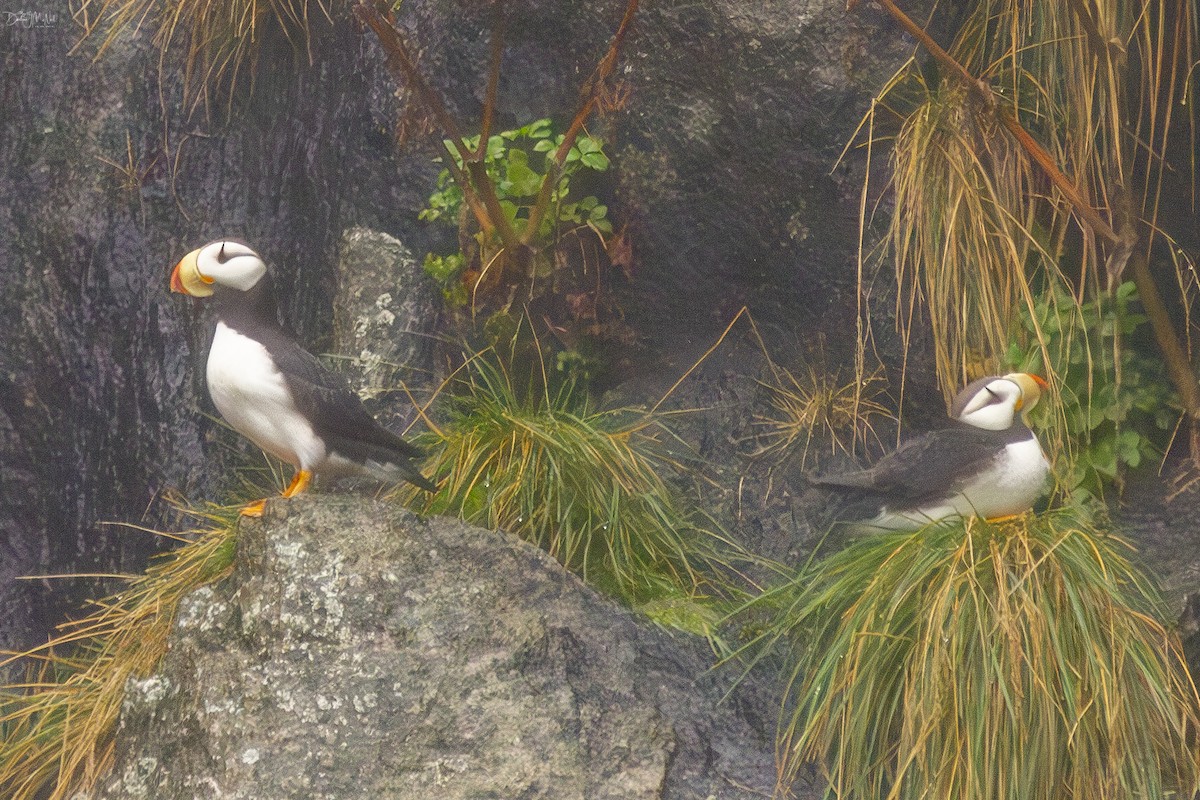 Horned Puffin - ML620286966