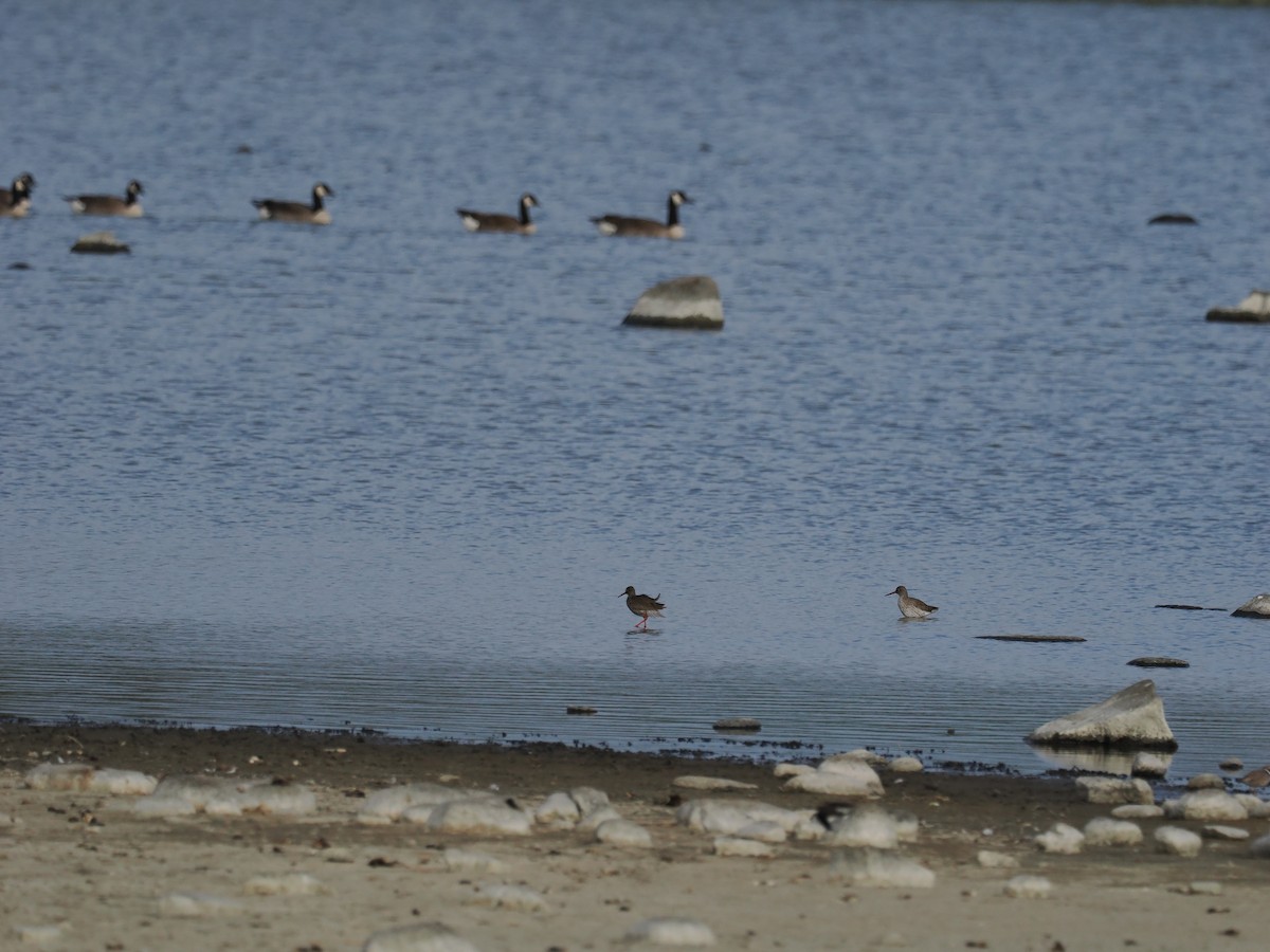 Common Redshank - ML620286977