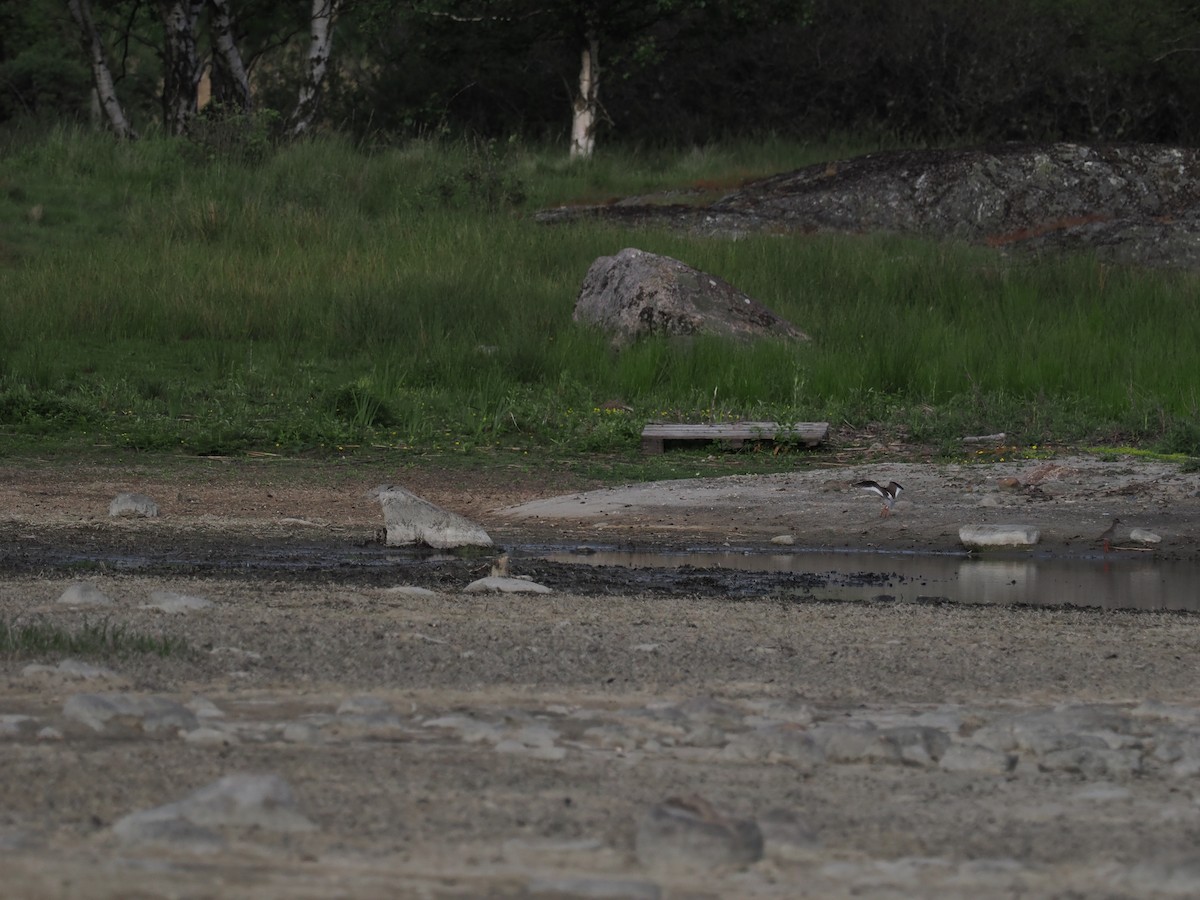 Common Redshank - ML620286978