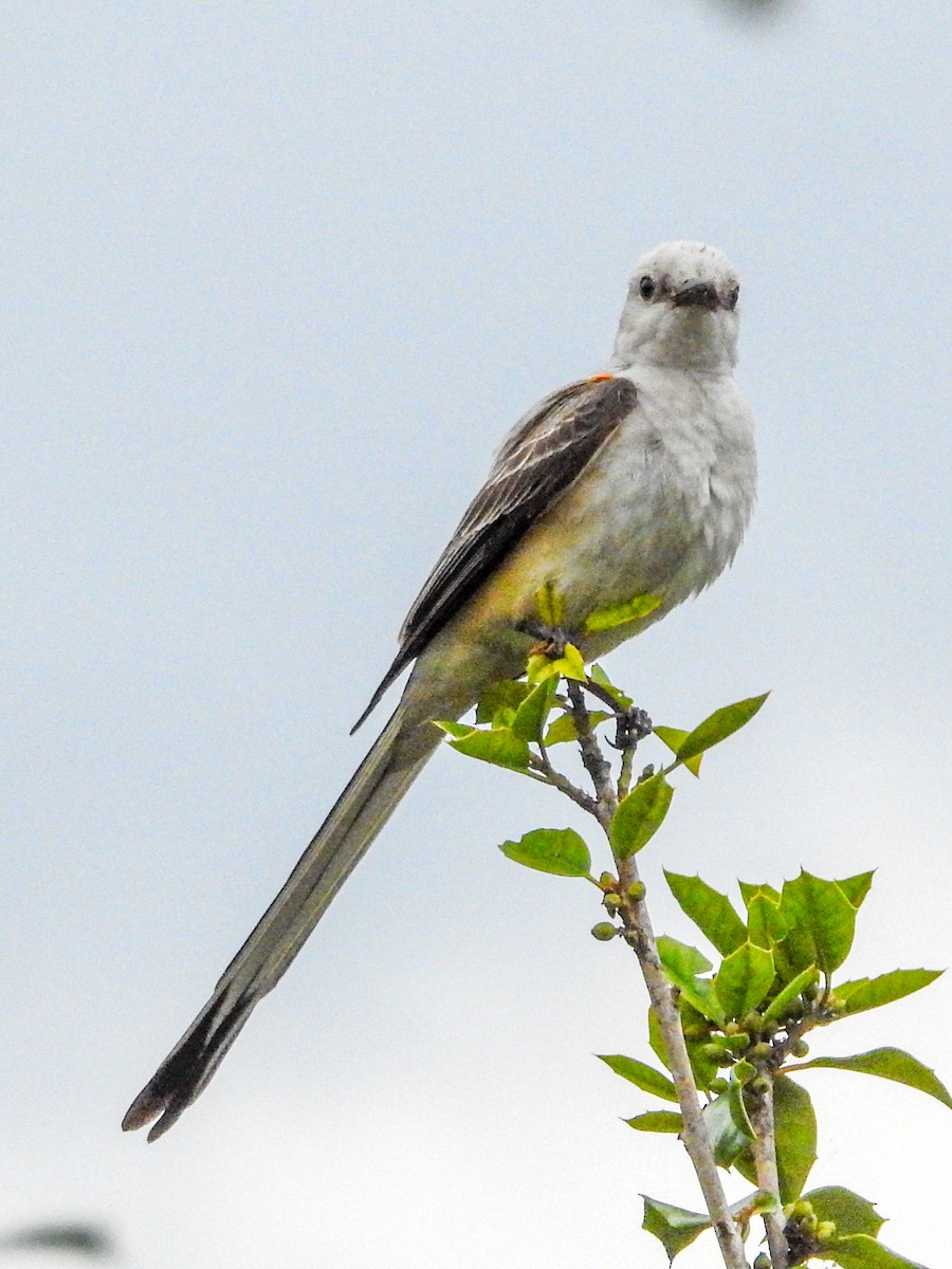 Scissor-tailed Flycatcher - ML620286981