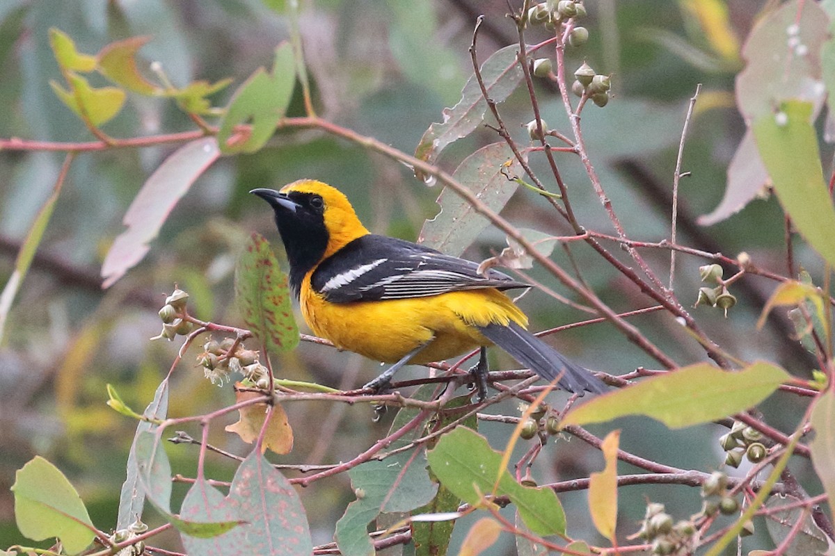 Hooded Oriole - ML620286983