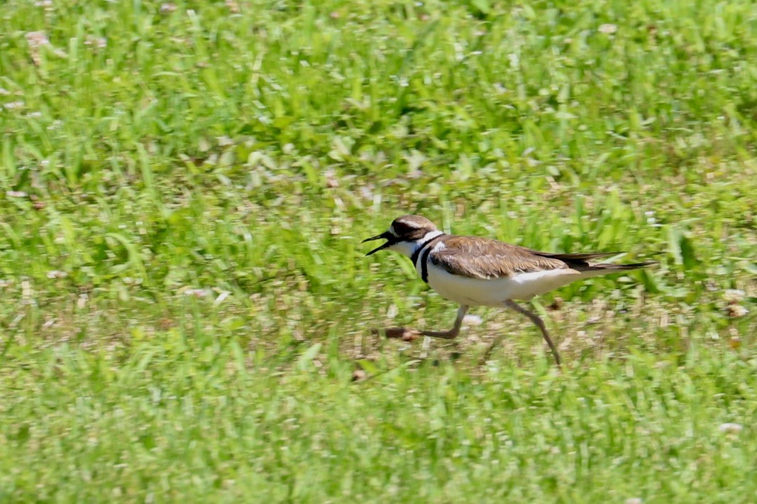 Killdeer - ML620286987