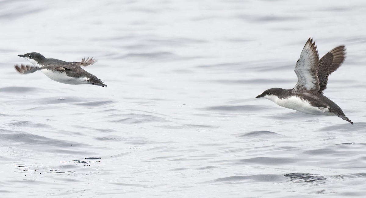 Scripps's Murrelet - ML620286995