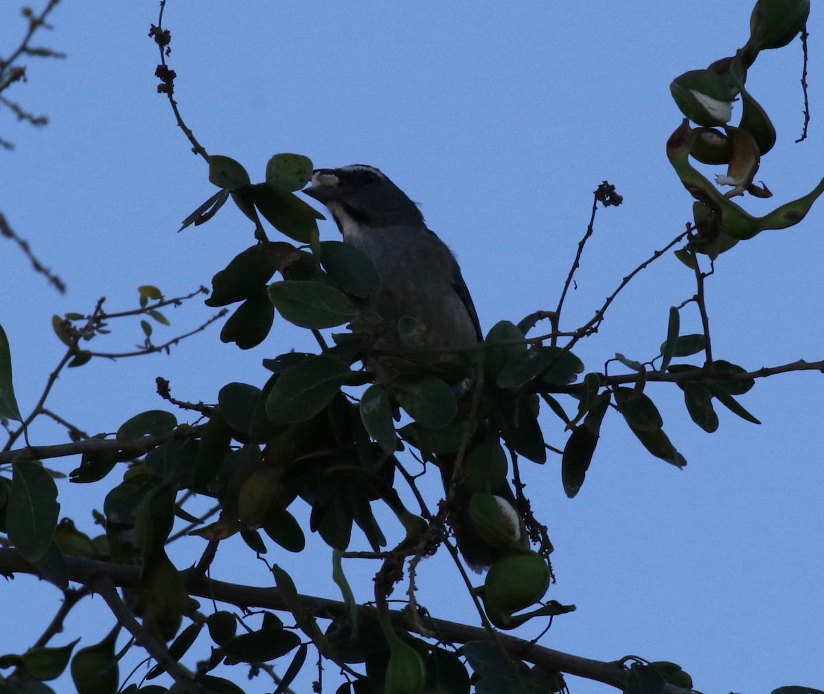 Cinnamon-bellied Saltator - ML620286998