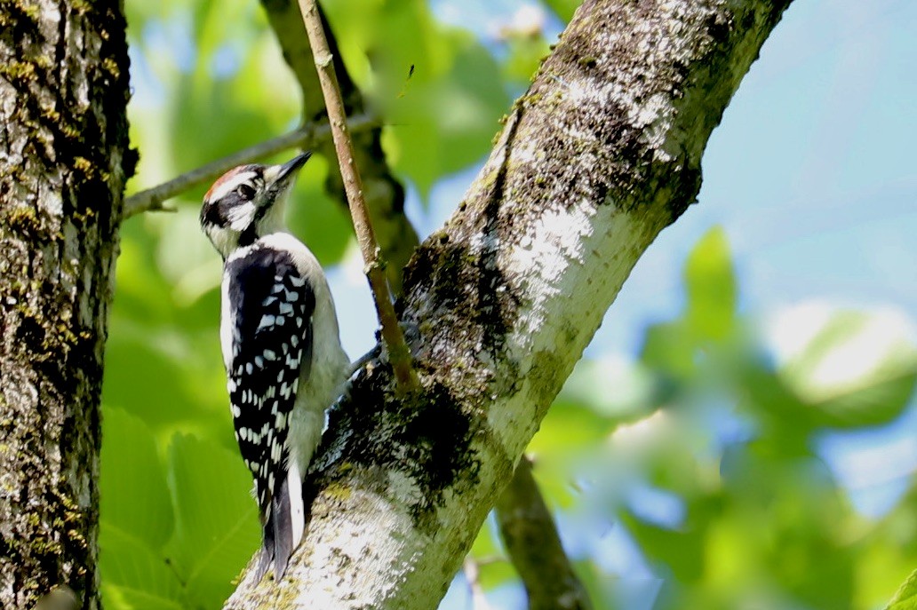 Downy Woodpecker - ML620286999