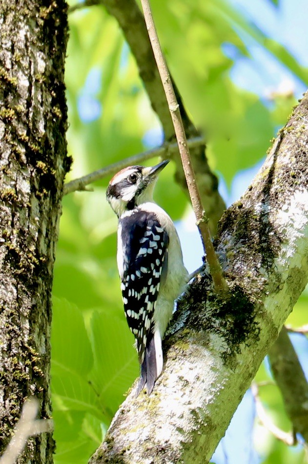 Downy Woodpecker - ML620287000