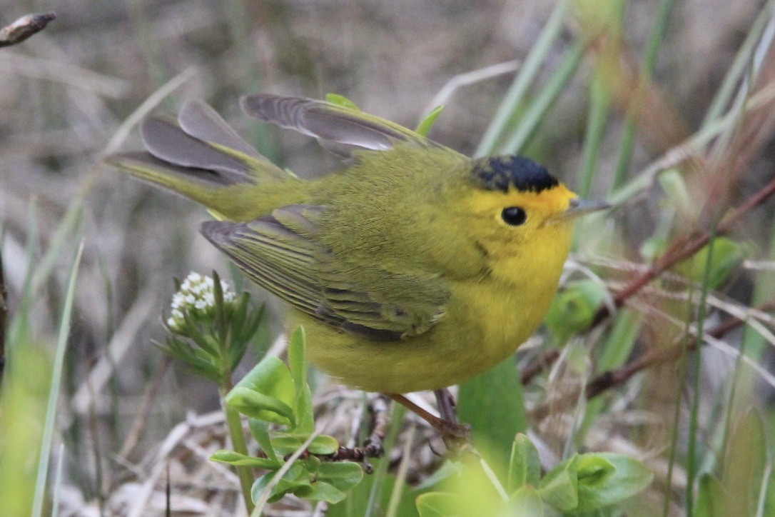 Wilson's Warbler - ML620287004