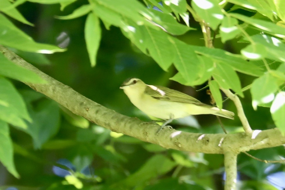 Vireo Ojirrojo - ML620287005