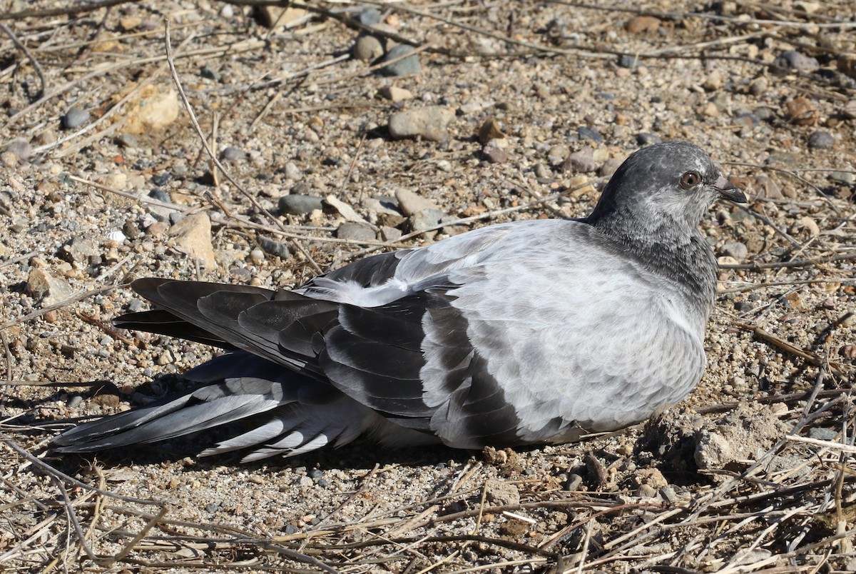 Rock Pigeon (Feral Pigeon) - ML620287013