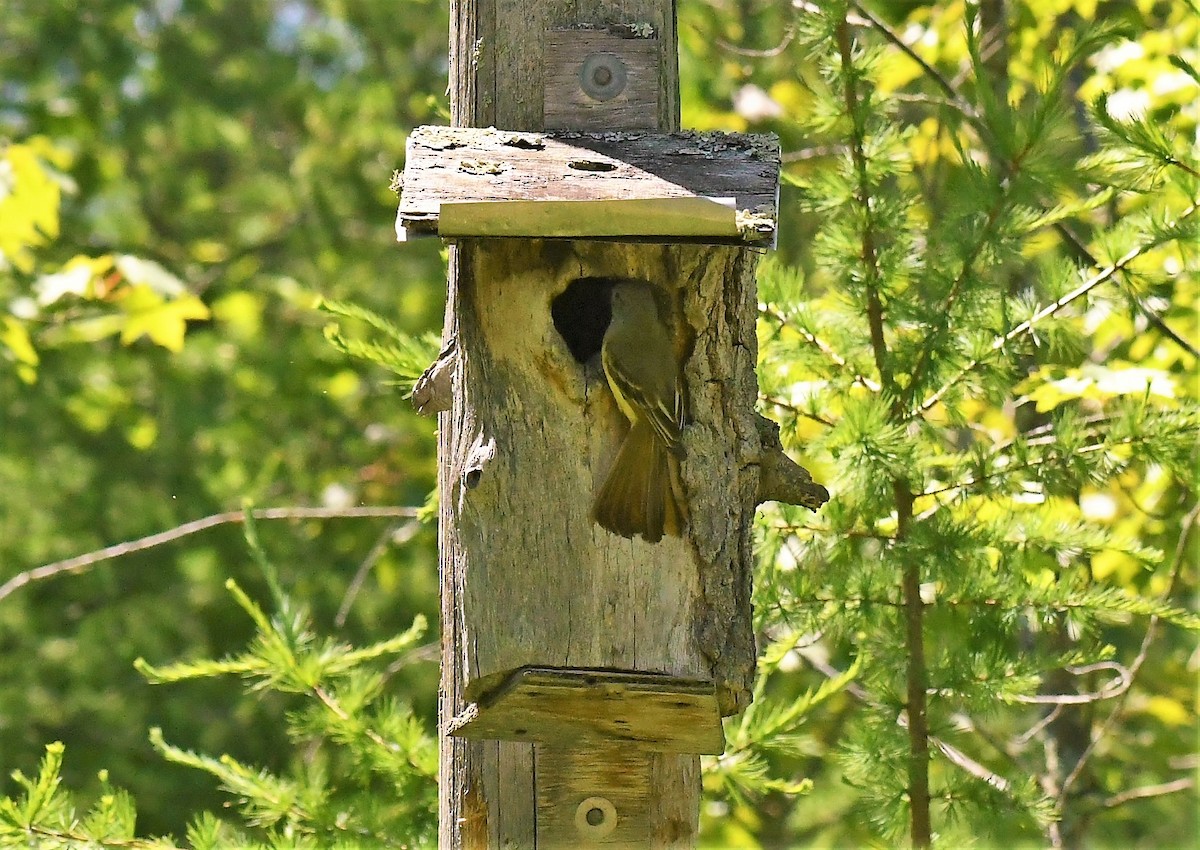 Great Crested Flycatcher - ML620287026