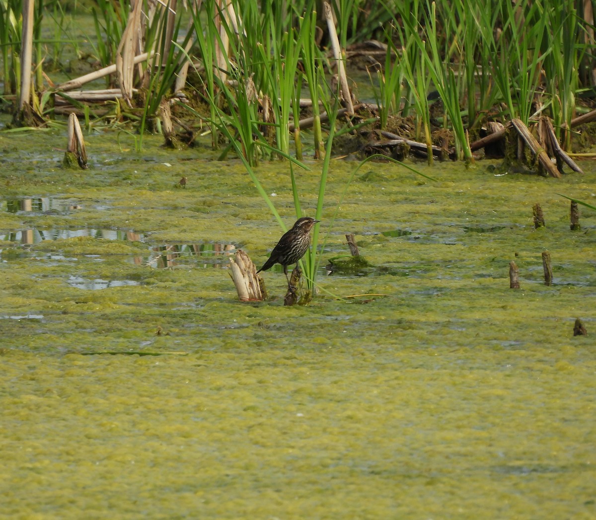 Red-winged Blackbird - ML620287028