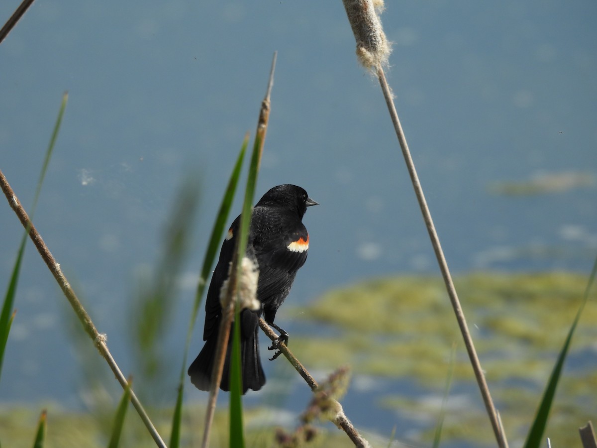 Red-winged Blackbird - ML620287032